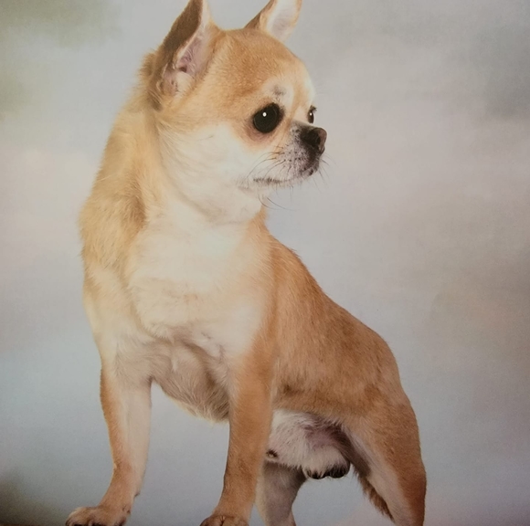 cindycanecorso